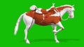 A cute horse hoofs crape view on green screen - 3D Rendering Animation