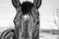 Horse portrait closeup in black and white