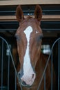 Cute Horse looking out of Shed. Horse Head. Curious Farm Animal