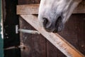 Cute horse nose, details of horses, equine animals, looking out of box Royalty Free Stock Photo
