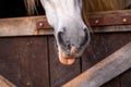 Cute horse nose, details of horses, equine animals, looking out of box Royalty Free Stock Photo