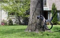 A cute horse swing made out of a rubber tire hanging from a tree in front of a painted brick house with landscaping in an upscale