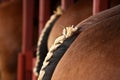 Cute horse tail Royalty Free Stock Photo