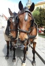 Cute horses in harness Royalty Free Stock Photo