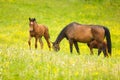 Cute horses on the meadow