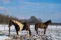 Brown horse white mane and white fur with brown dots and all over brown horse on snow-covered paddock in winter sun Royalty Free Stock Photo