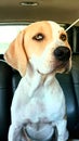 Cute hound puppy waiting patiently in the back seat for the park