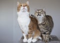 Cute house cats posing on light background at home Royalty Free Stock Photo