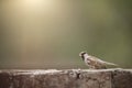 Cute House Sparrow bird on Brick Wall