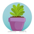 Cute houseplant in pot