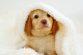 hovawart puppy. Cute Muzzle sleeping puppy looks out from under white blankets. Royalty Free Stock Photo