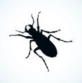 Beetle barbel. Vector drawing