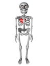 Cute human body skeleton with red heart