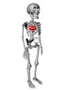 Cute human body skeleton with red heart