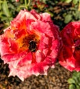 Cute humble-bee on the rose