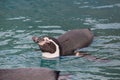 Cute humboldt penguin is luxuriate into the blue water. Spheniscus humboldti or peruvian penguin.