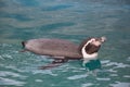 Cute humboldt penguin is luxuriate into the blue water. Spheniscus humboldti or peruvian penguin