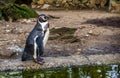 Cute humboldt penguin standing at the water side, Threatened bird with a vulnerable status, Aquatic bird from the pacific coast