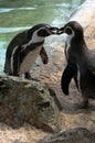 Cute humboldt penguins playing together