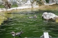 Cute Humboldt Penguins Spheniscus Humboldt enjoying themselves in their natural environment, sunny day