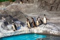 Cute Humboldt Penguins (Spheniscus Humboldt) in a zoo, Japan