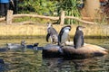 cute Humboldt Penguins ( Spheniscus humboldti) standing on rocky terrain