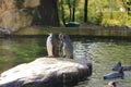 cute Humboldt Penguins ( Spheniscus humboldti) standing on rocky terrain