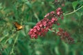 Cute hummingbird hawk-moth (Macroglossum stellatarum) hovering around a bright Summer lilac cluster