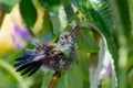 Cute hummingbird sunbathing and drying off after rain wtth water drops on its tail Royalty Free Stock Photo