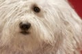 Cute Hungarian Komondor Royalty Free Stock Photo