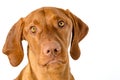 Cute hungarian vizsla dog front view studio portrait. Dog looking at camera headshot isolated over white background.