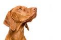 Cute hungarian vizsla dog side view studio portrait. Dog looking to the side headshot isolated over white background. Royalty Free Stock Photo