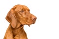 Cute hungarian vizsla dog side view studio portrait. Dog looking to the side headshot isolated over white background.