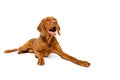 Cute hungarian vizsla dog studio portrait. Gorgeous dog lying down and looking up smiling isolated over white background.