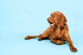 Cute hungarian vizsla dog studio portrait. Gorgeous dog lying down and looking up smiling over pastel blue background.