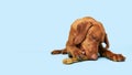 Cute hungarian vizsla puppy with rawhide chew bone studio portrait over blue background. Beautiful dog chewing on rawhide. Royalty Free Stock Photo