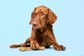 Cute hungarian vizsla puppy with rawhide chew bone studio portrait over blue background. Funny dog holding a chew toy bone. Royalty Free Stock Photo