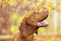 Cute hungarian vizsla puppy side view portrait in beautiful fall garden.