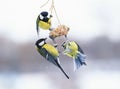 Cute hungry birds Tits are flying and fighting at the feeders an
