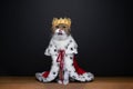 cute hungry cat wearing royal king costume with crown licking lips