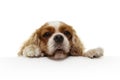 Cute and hungry cavalier spaniel with paws over white sign. Isolated on white background Royalty Free Stock Photo