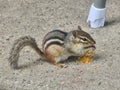 Cute Hungry Chipmunk Royalty Free Stock Photo