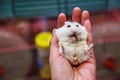Cute hungry female Winter White Dwarf Hamster Winter White Dwarf, Djungarian, Siberian Hamster is on owner hand, eating pet food