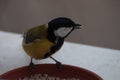 Cute hungry Great Tit on the window sill trying the sunflower seeds