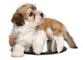 Cute hungry Havanese puppy dog is lying on a metal food bowl