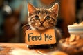 Cute hungry kitty with large, pleading eyes holding a "Feed Me" cardboard sign in the kitchen. Concept of pet care Royalty Free Stock Photo