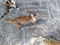 Cute hungry lazy cat playing