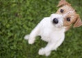 Cute hungry pet dog puppy begging Royalty Free Stock Photo