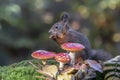 Cute hungry Red Squirrel Sciurus vulgaris eating a nut in an forest covered with colorful leaves and mushrooms. Autumn day in a