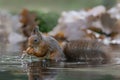 Cute hungry Red Squirrel Sciurus vulgaris eating a walnut in a pool of water in an forest covered with colorful leaves. Royalty Free Stock Photo